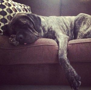 Meet your Posher, Abby